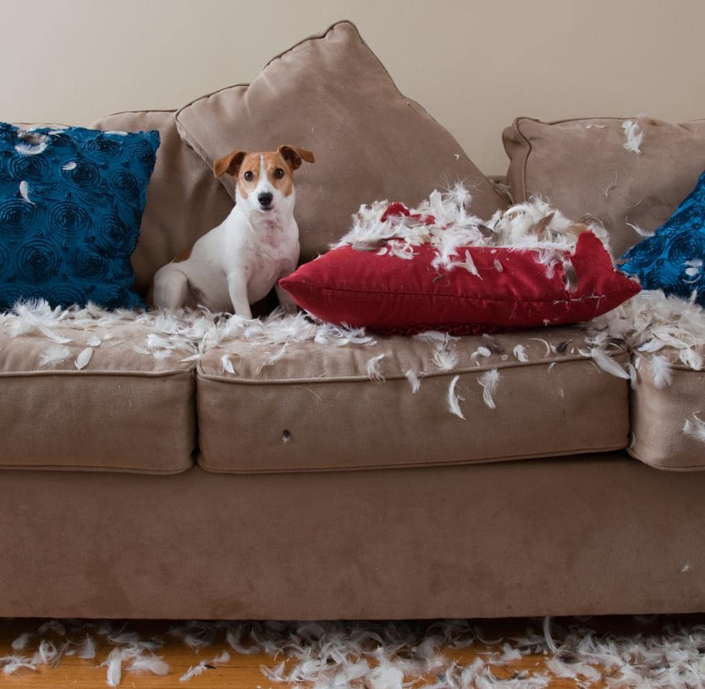 Beige Couch, mit zerfledderten roten und blauen Sitzkissen und ein Kleiner weiß-brauner Hund mitten drin.